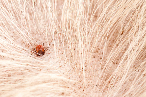 tick (ixodes ricinus). tick on animal skin. - ectoparasite imagens e fotografias de stock