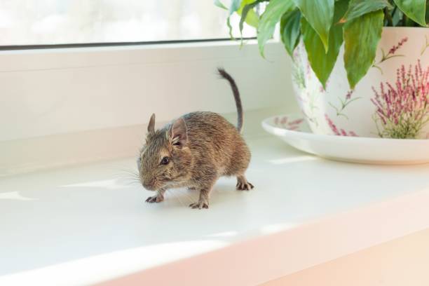 istock Chilean squirrel degu pet pose on the windowsill 1043617090