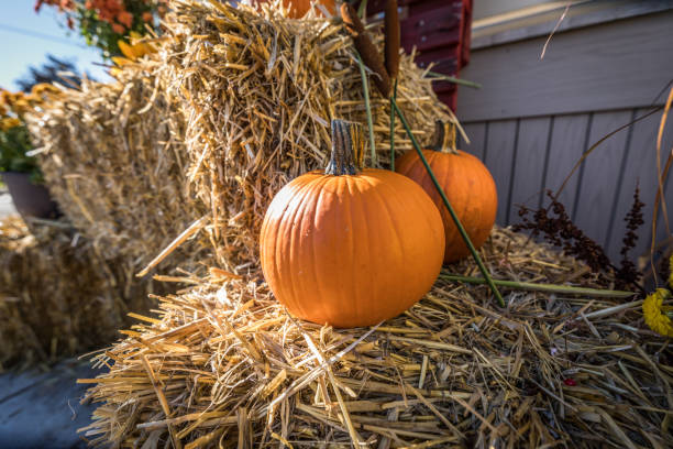 istock Halloween pumpkins in the fall 1043619042
