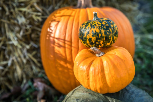 istock Halloween pumpkins in the fall 1043621810