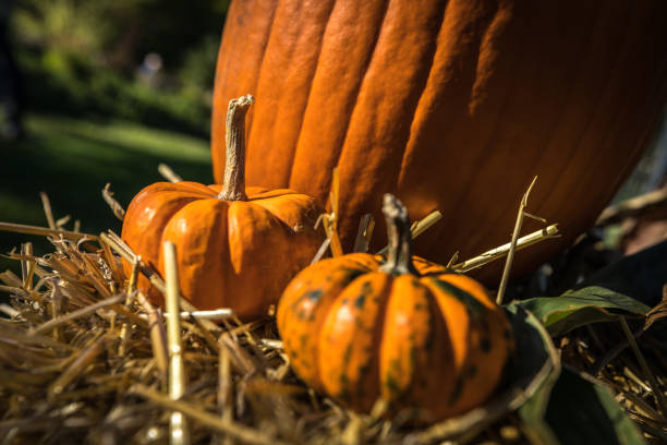 fall decorations