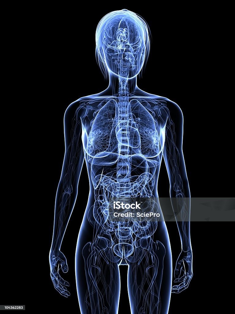 female anatomy female anatomy x-ray Anatomy Stock Photo