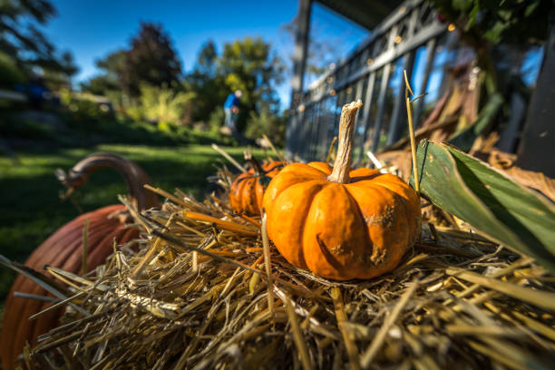 Close-up of pumpkin on blue sky background. Copy space.