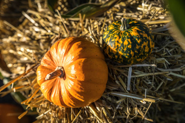 istock Halloween pumpkins in the fall 1043623036