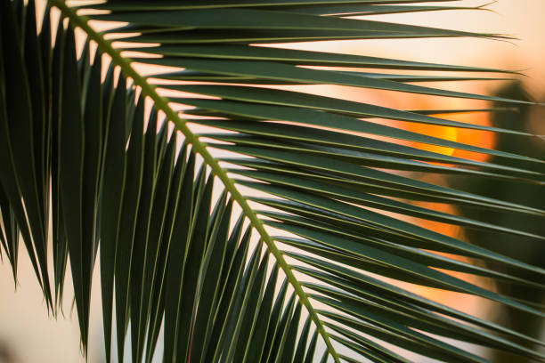 istock Tropical palm leaves at sunset background 1043624590