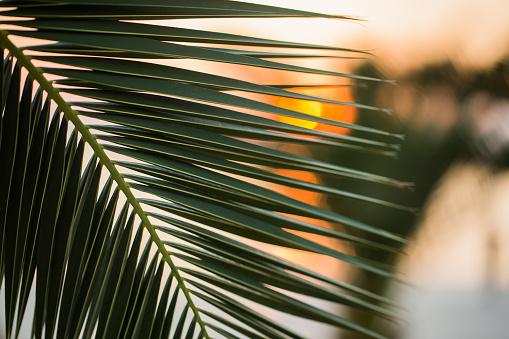 Tropical palm leaves at sunset background, Summer background