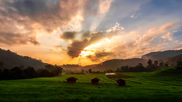 istock Sunrise over Paddy field 1 1043624980