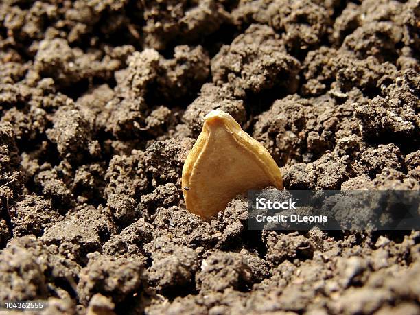 Pumpkin Seed Stock Photo - Download Image Now - Planting, Agriculture, Care