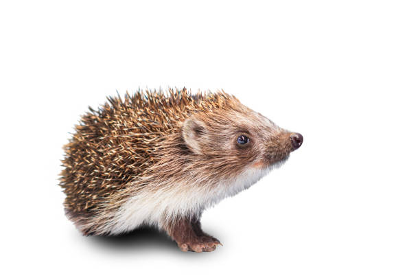 istock Hedgehog with an interesting view is isolated on a white background 1043625600