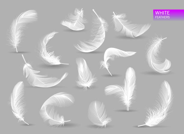 Realistic feathers. White bird falling feather isolated on white background vector collection. Illustration of feather bird, soft white plume White bird falling feather isolated on white background vector collection. Realistic feathers. Illustration of feather bird, soft white plume goose bird stock illustrations