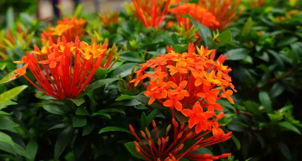 image of orange ixora in garden