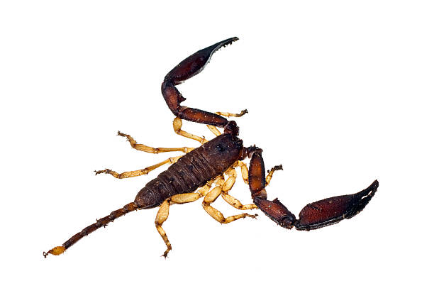 grande escorpião isolado sobre branco - white animal eye arachnid australia imagens e fotografias de stock