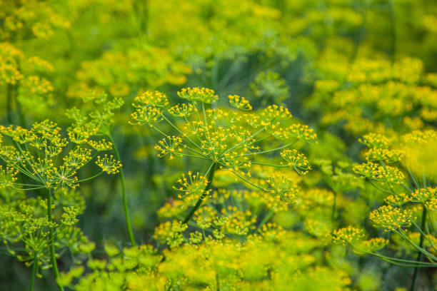 自然な夏の背景としての庭で緑のディル フェンネルの黄色の花 - vegetable garden green ground flower head ストックフォトと画像