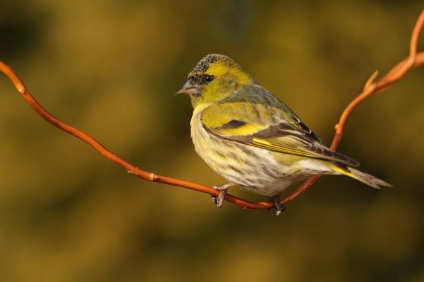 istock Eurasian Siskin - Spinus spinus sitting 1043639296