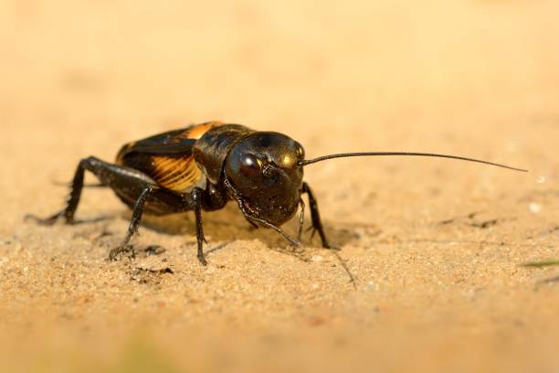 istock Field cricket - Gryllus campestris 1043639396