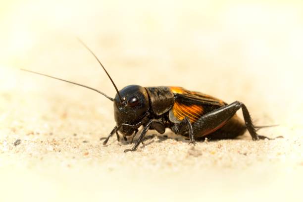 Field cricket - Gryllus campestris Field cricket - Gryllus campestris on the ground gryllus campestris stock pictures, royalty-free photos & images