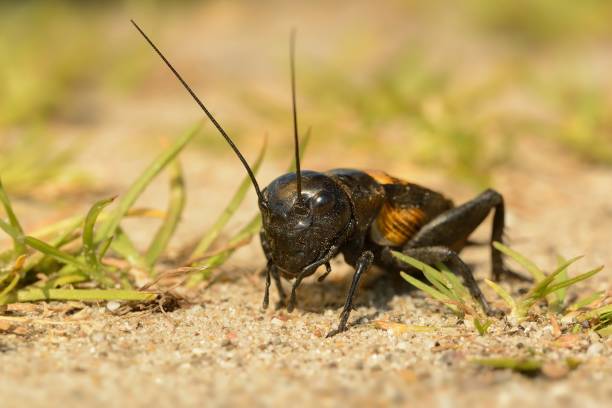 Field cricket - Gryllus campestris Field cricket - Gryllus campestris on the ground gryllus campestris stock pictures, royalty-free photos & images