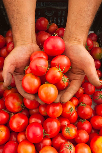 istock Pair of hands scooping up freshly picked organic tomatoes 104364231