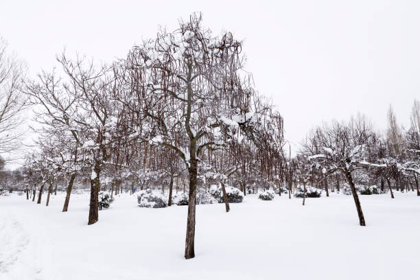 istock trees with snow in their cups in a snowy park 1043644432