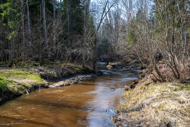 istock lake shore with grass and trees in spring 1043648038