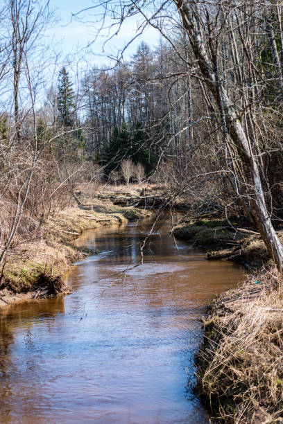 istock lake shore with grass and trees in spring 1043648086