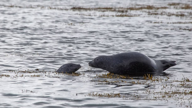 duas focas cinzentas (halichoerus filometor) - grypus - fotografias e filmes do acervo