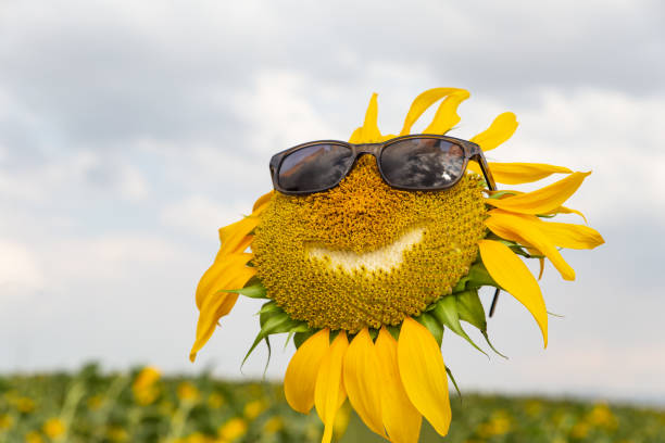 istock Smiling sunflower with sunglasses. 1043652926