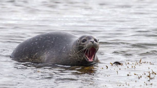 Surprised grey seal (Halichoerus grypus) stock photo