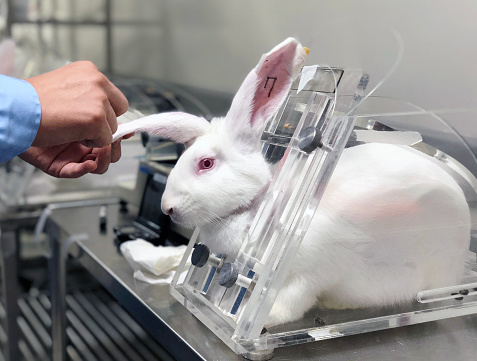 Researcher injects novel medicine into laboratory rabbit by intravenous injection for testing toxicity and safety