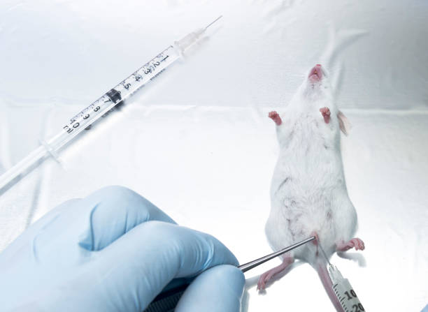 istock Urinary tract infection mouse model to test novel antibiotics 1043653236
