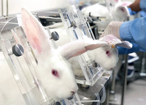 Researcher injects novel medicine into laboratory rabbit by intravenous injection stock photo