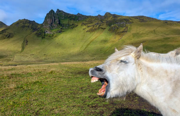 Funny Icelandic horse stock photo