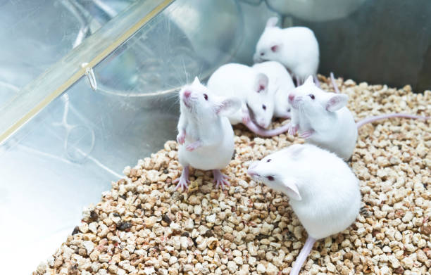 Small experimental white mice in cage stock photo