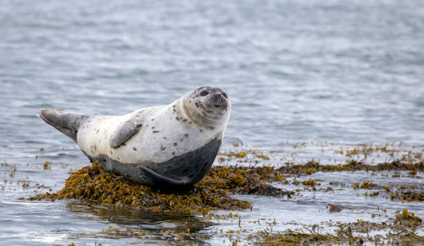 Harbour Seal (Phoca vitulina) stock photo