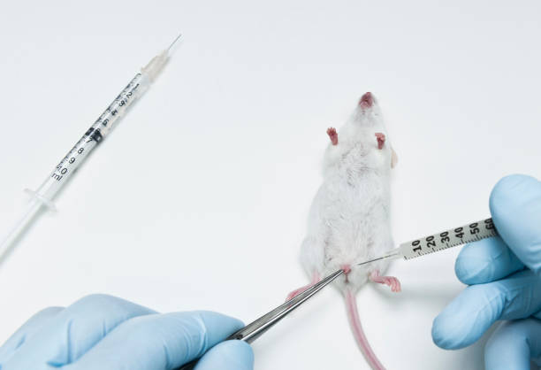 istock Urinary tract infection mouse model to test novel antibiotics 1043654114