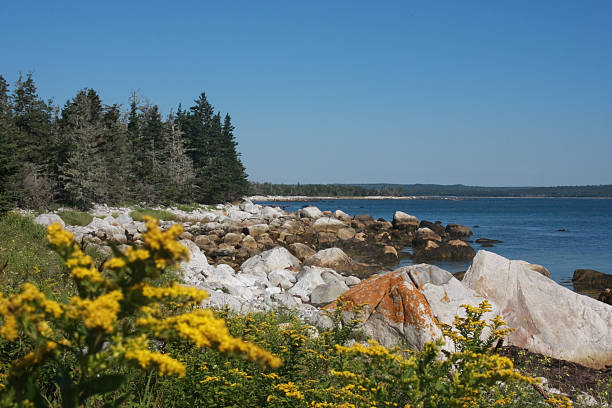 istock Coastline with Wildflowers 104365660