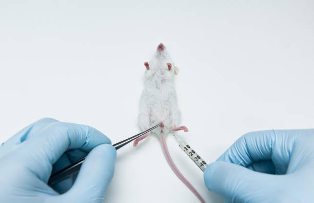 istock Urinary tract infection mouse model to test novel antibiotics 1043656972