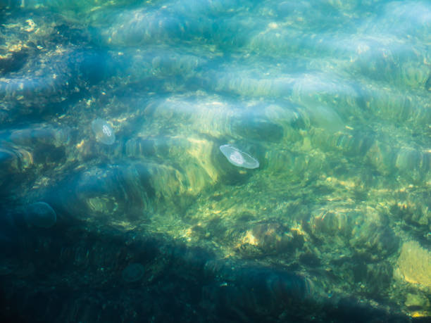 istock Sea water with jellyfish 1043657014
