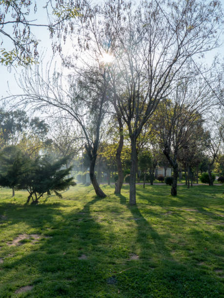 istock Rays of sun through the branches in the forest 1043657064