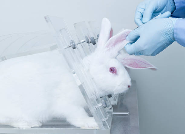 Researcher injects novel medicine into laboratory rabbit by intravenous injection stock photo