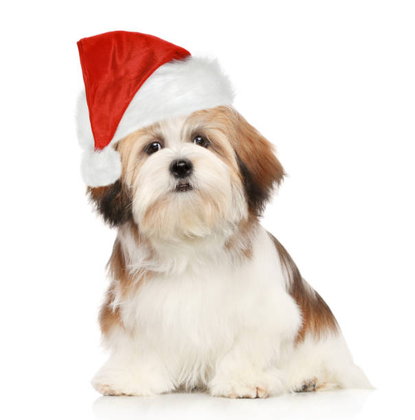 istock Lhasa Apso dog in Red hat on white background 1043657682