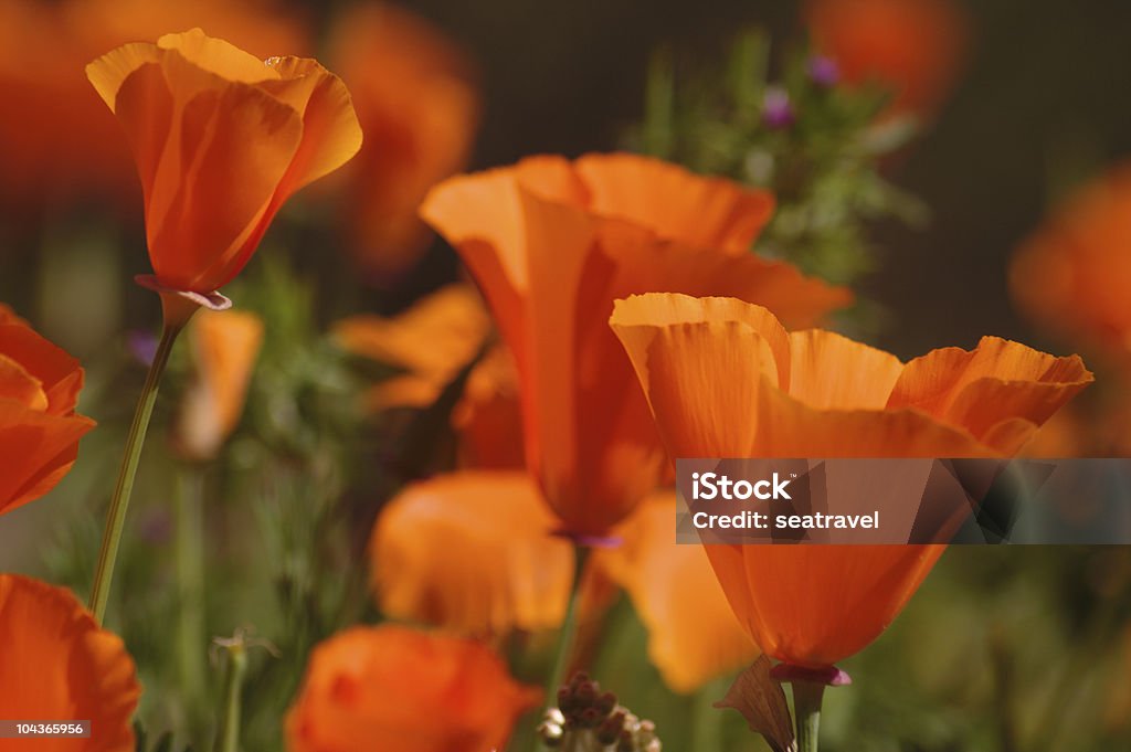 Bereich der Poppies - Lizenzfrei Blume Stock-Foto