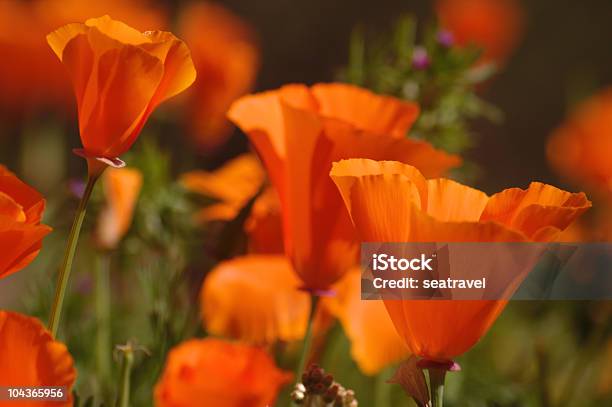 Field Of Poppies Foto de stock y más banco de imágenes de Amapola - Planta - Amapola - Planta, Amapola carliforniana, California