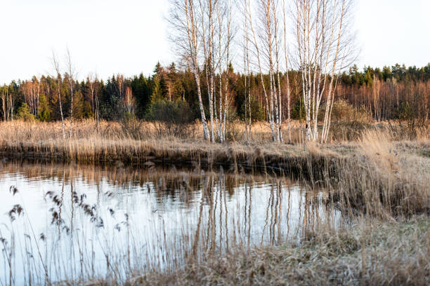 lake shore with grass and trees in spring countryside scene. high water level on a clear day
