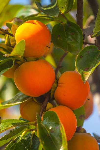 istock Ripe orange persimmons on the persimmon tree, fruit 1043662866