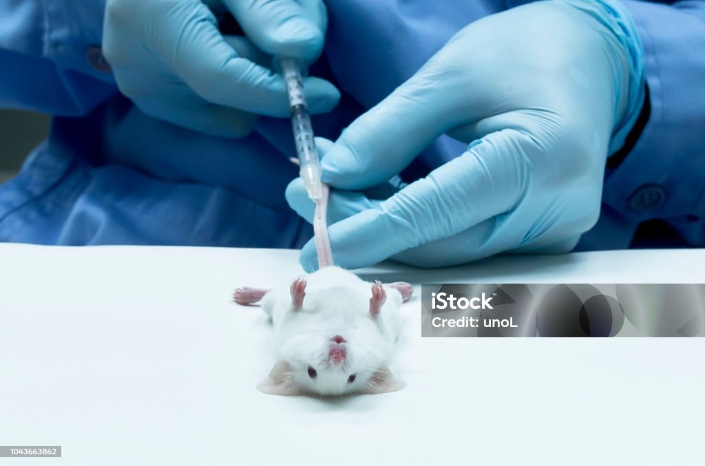 Iv En Raton Photo libre de droit de Chercheur Injecte Le Médicament Par Injection ...