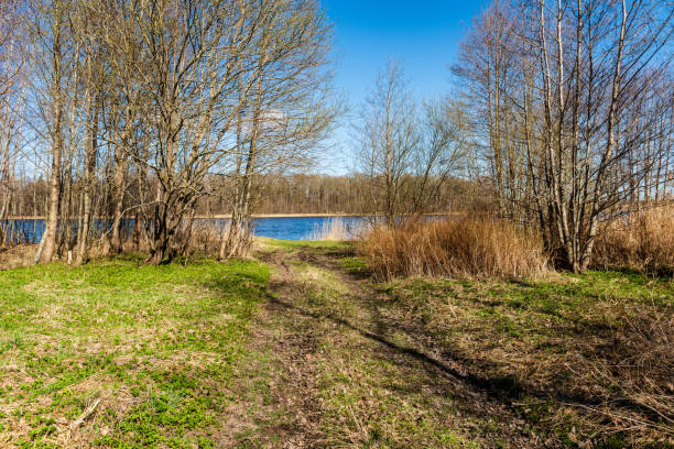 lake shore with grass and trees in spring countryside scene. high water level on a clear day
