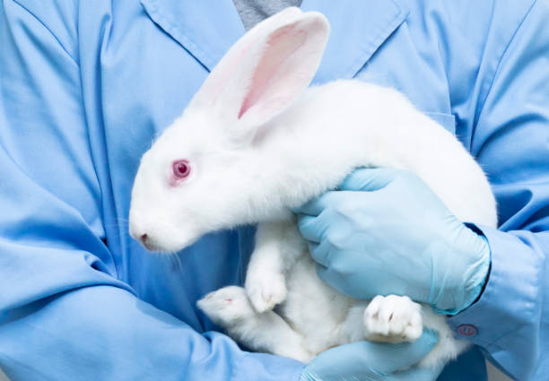 Researcher holds experimental white rabbit stock photo