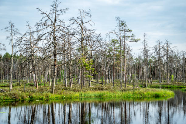 istock reflections of dead tree trunks in bog water at sunset 1043667498