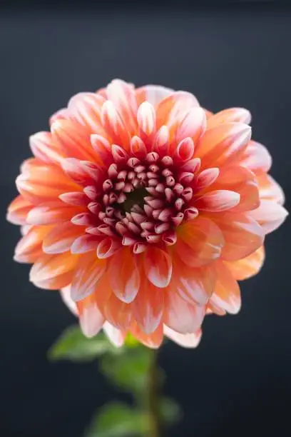 Red dahlia flower with black blurred background